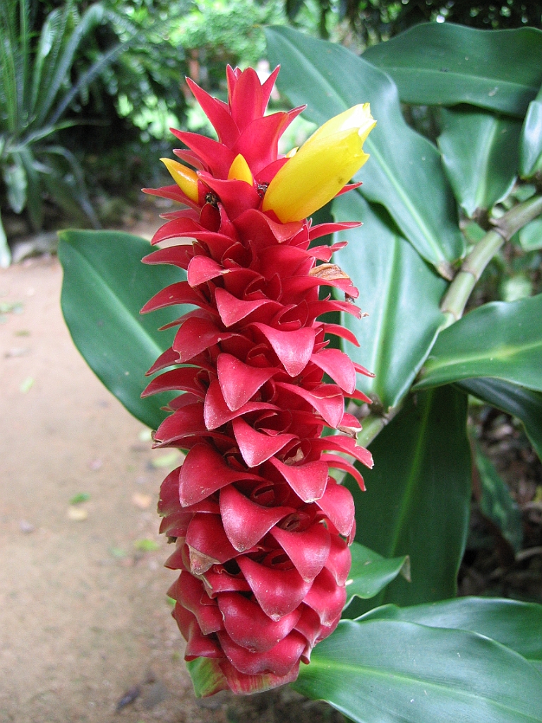 079 Cairns Botanic Gardens.jpg
